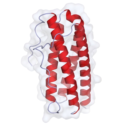 691bcb1b84b13.png 500px-Human_IL-11_crystal_structure(1).png