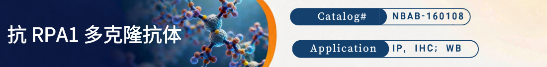 抗RPA1抗体