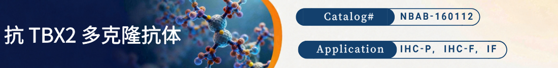 抗TBX2抗体