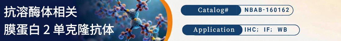 抗溶酶体相关膜蛋白 2抗体