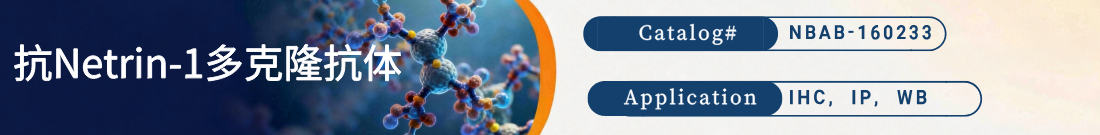 抗Netrin-1抗体 抗Netrin-1抗体