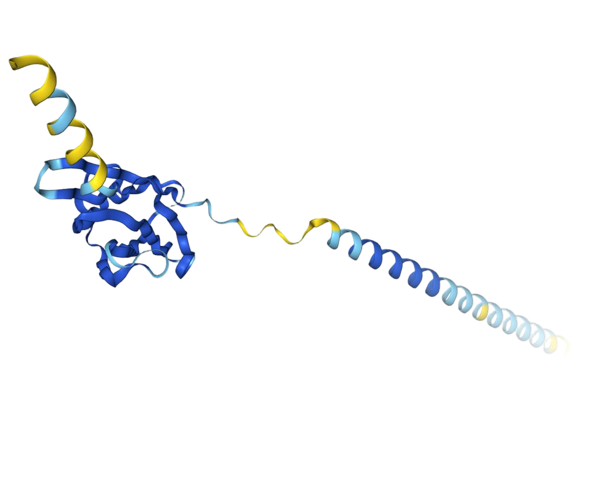 CD274 molecule