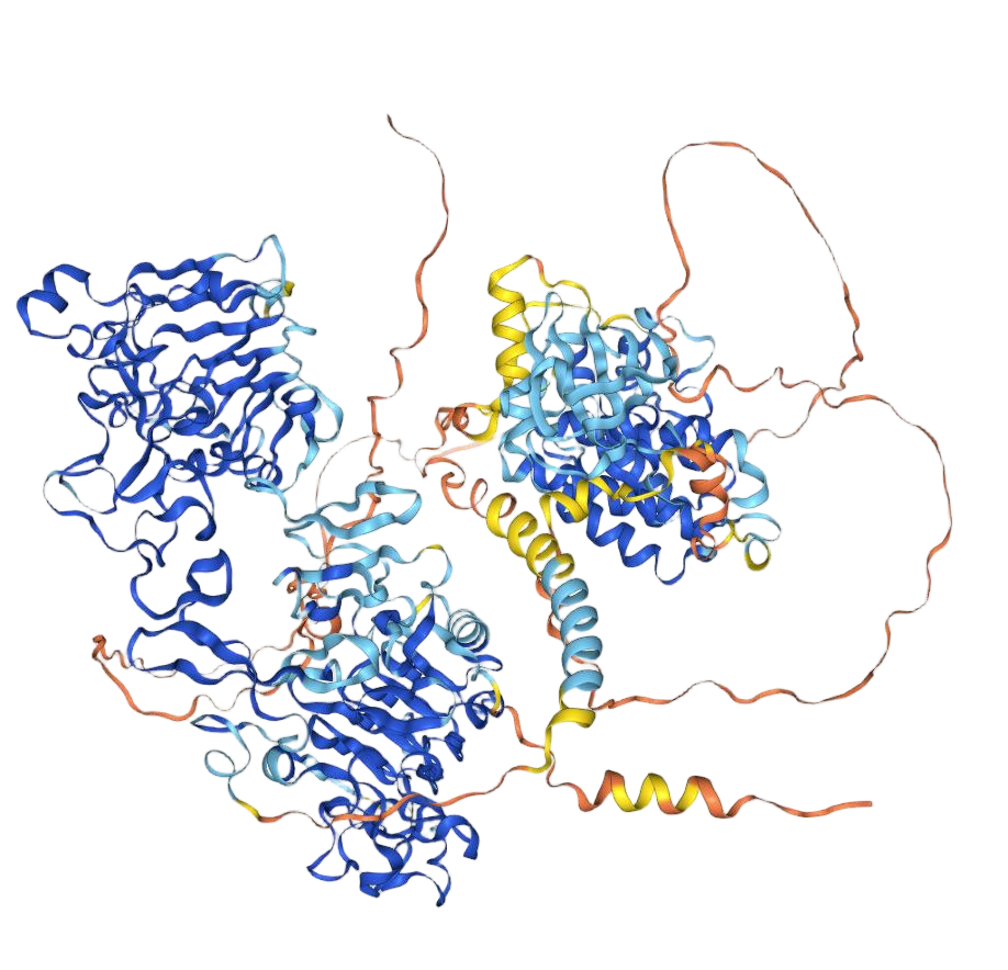 Epidermal growth factor receptor Epidermal growth factor receptor