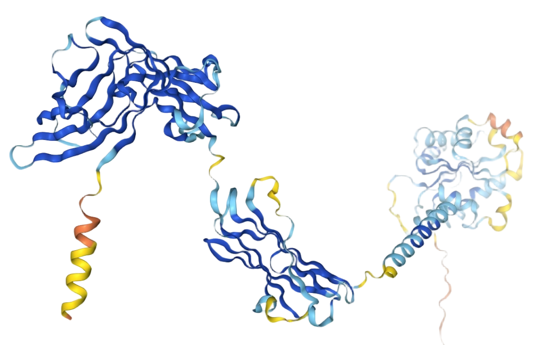 Interleukin 1 receptor like 1 Interleukin 1 receptor like 1