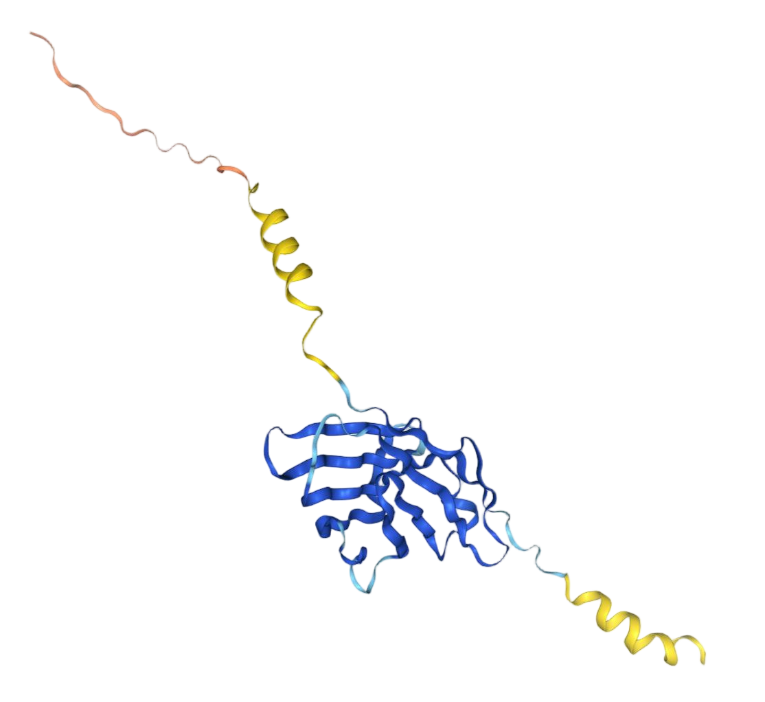 CTLA-4