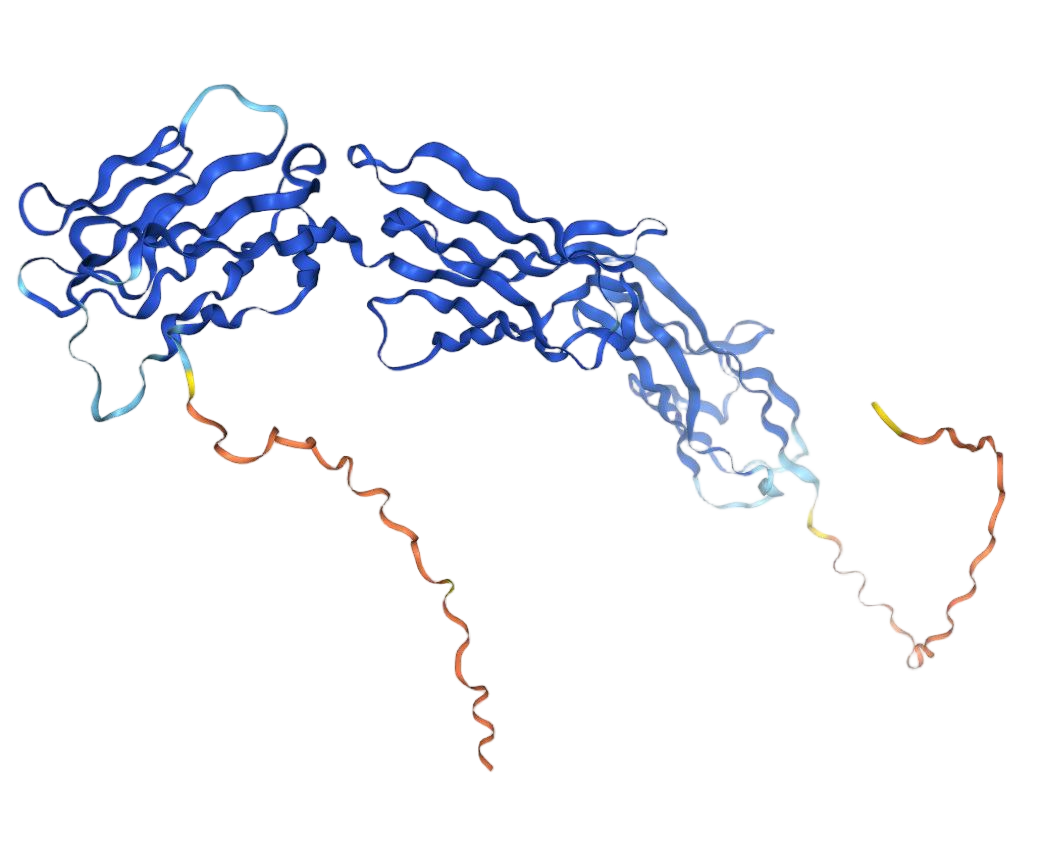 PVR cell adhesion molecule