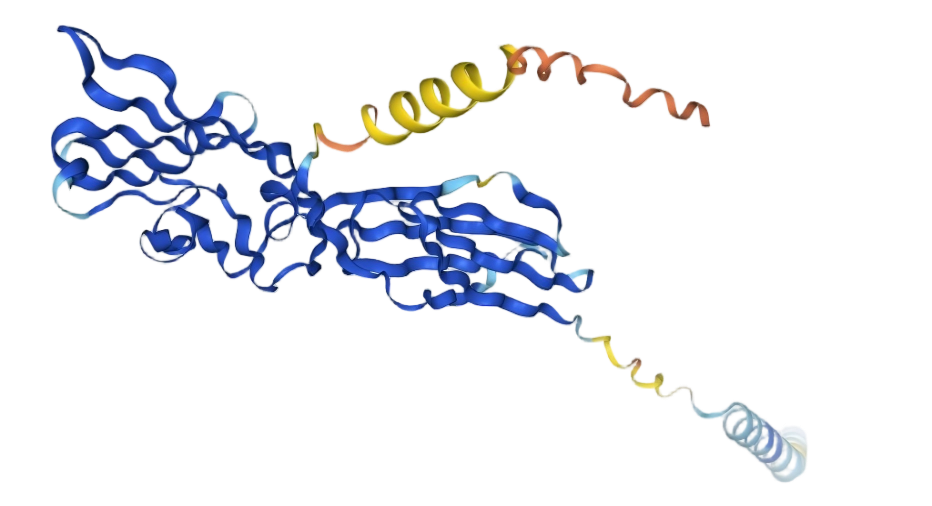 CD28L / CD80 CD28L / CD80