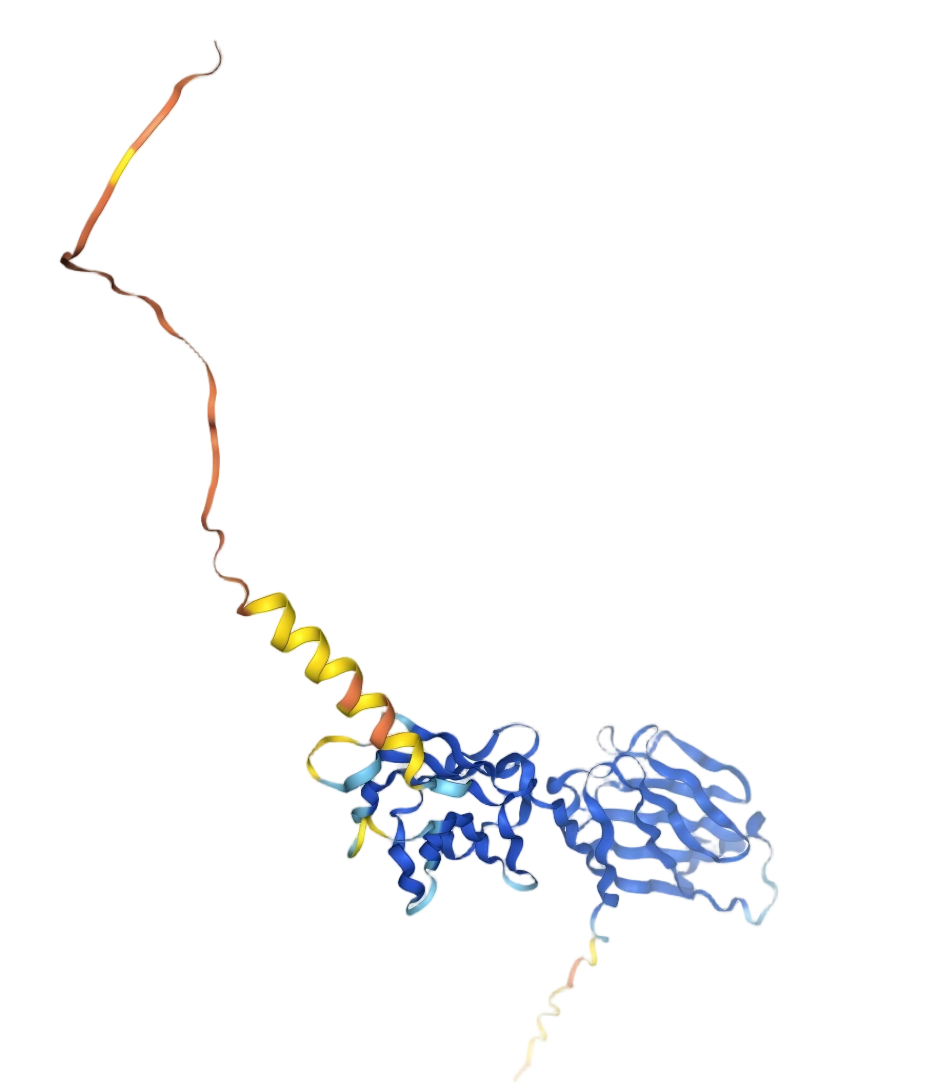 CD86 molecule