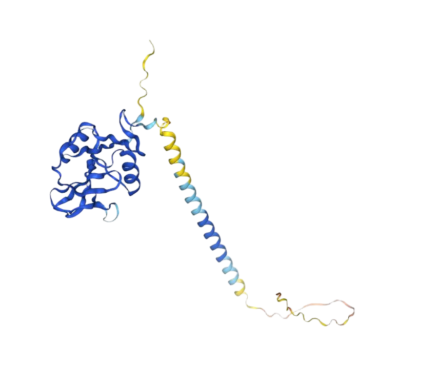 CD161