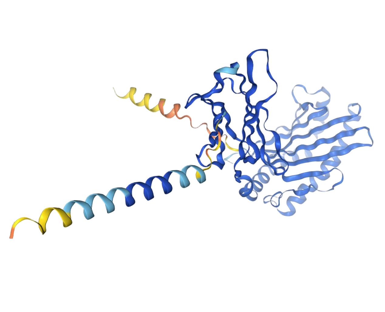 CD1d