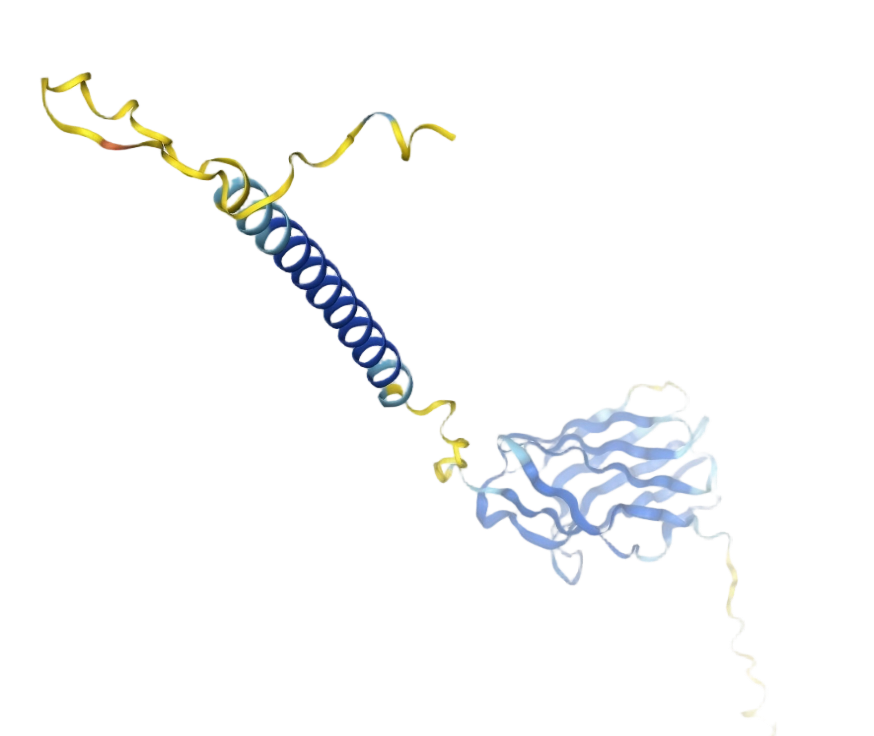 CD28 molecule
