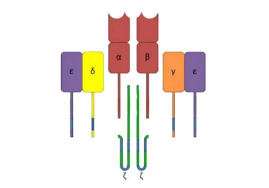 CD3