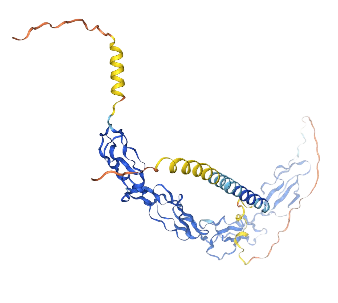 CD46