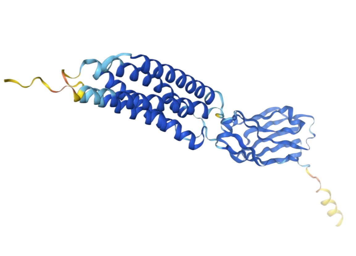 CD47