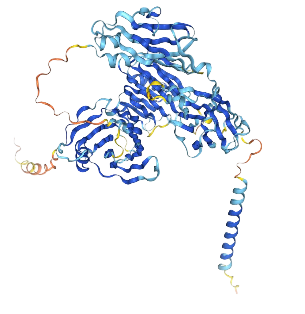 Endoglin