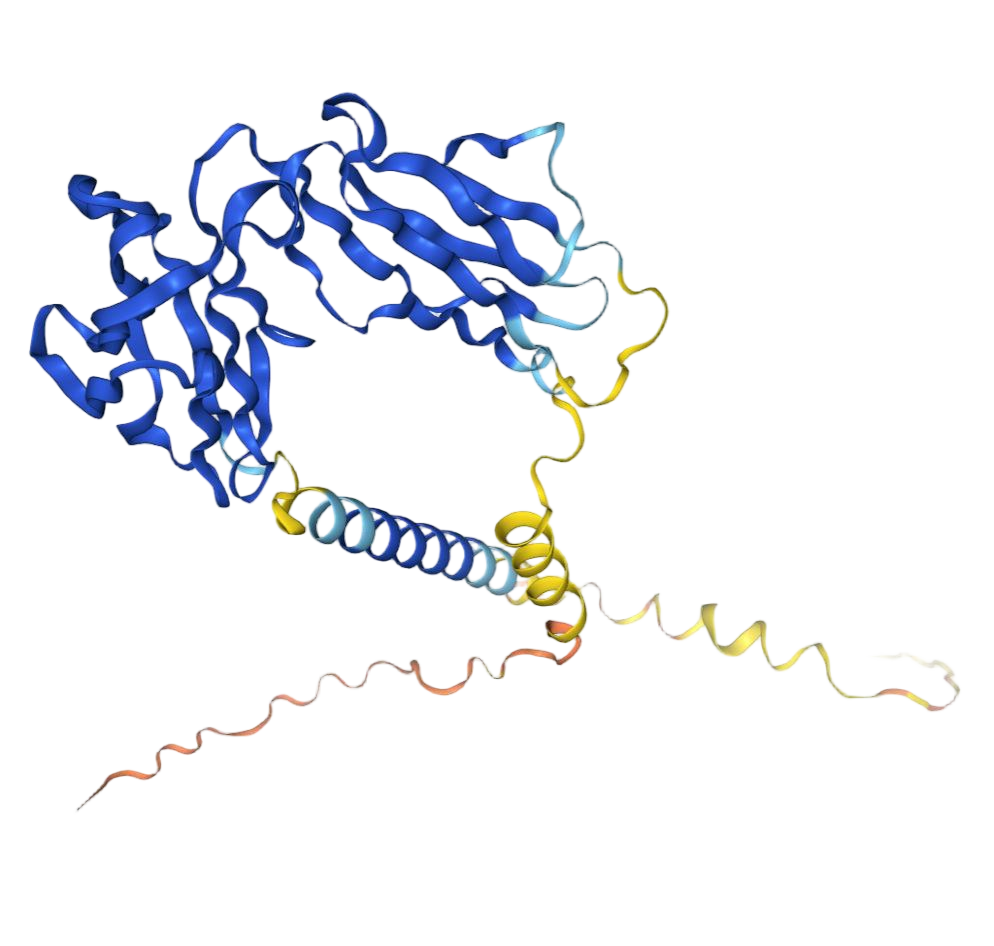 CD32b CD32b