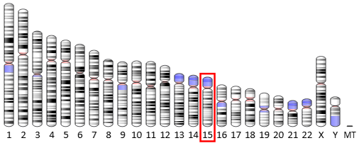 Integrin 11 Integrin 11