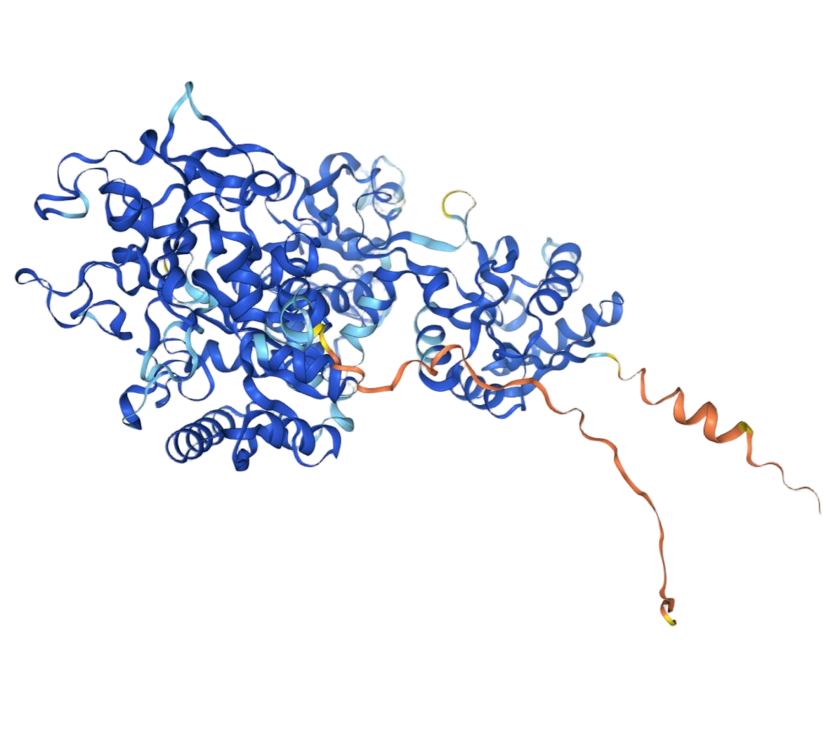 Melanotransferrin Melanotransferrin