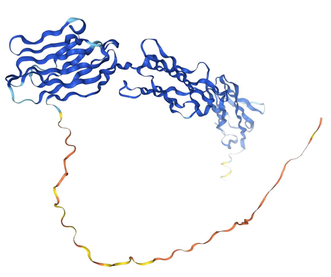 NECTIN3