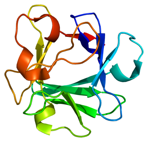 FGF2