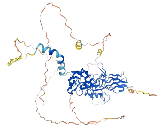 NF-κB