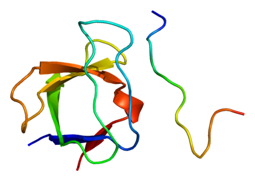 FYN