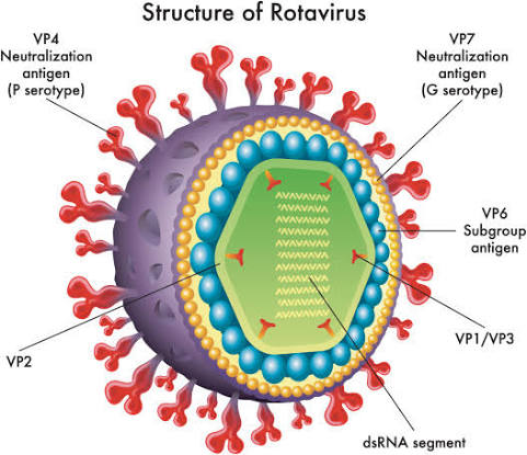 Rotavirus A