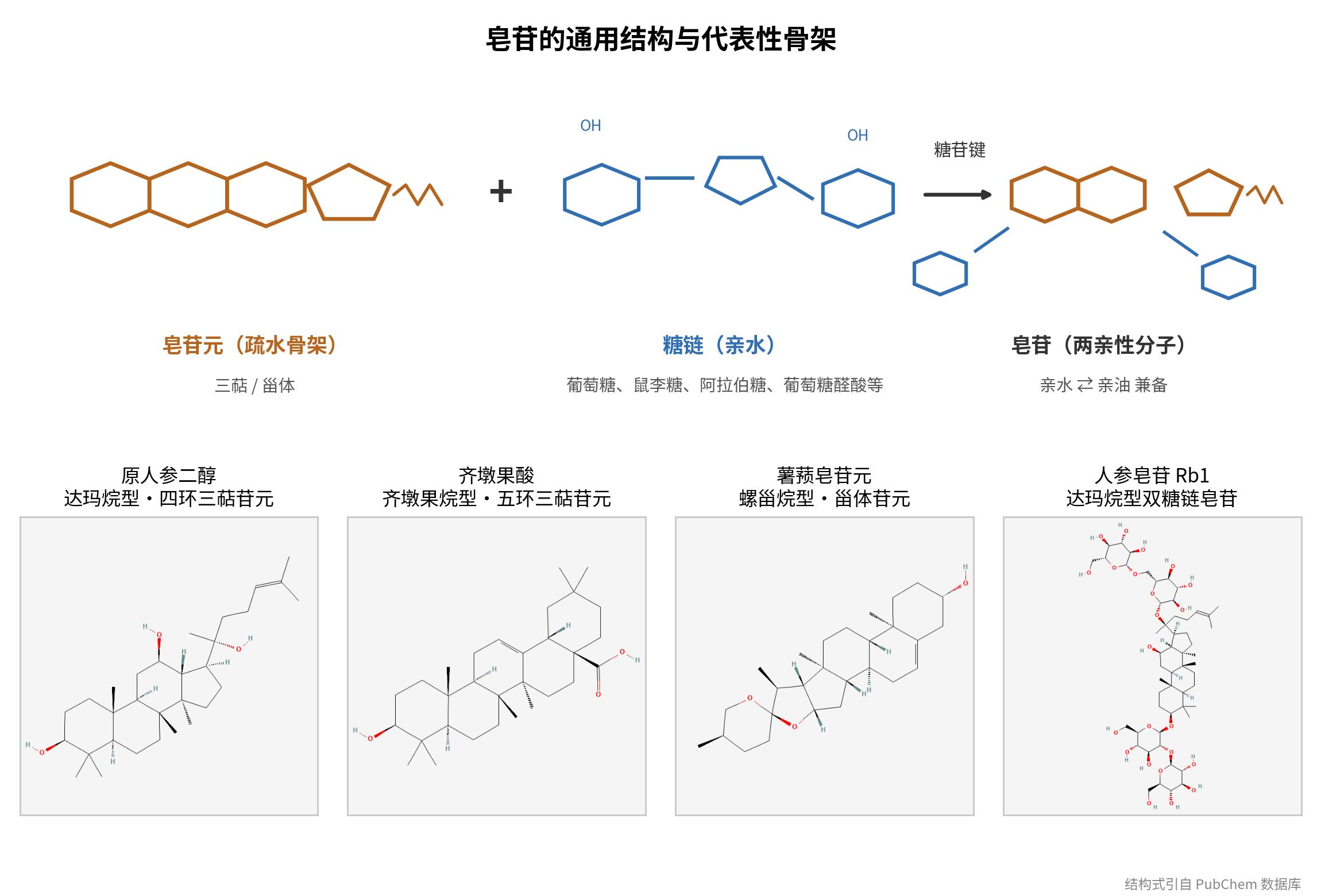 图1_皂苷的通用结构与代表性骨架_中文.jpg